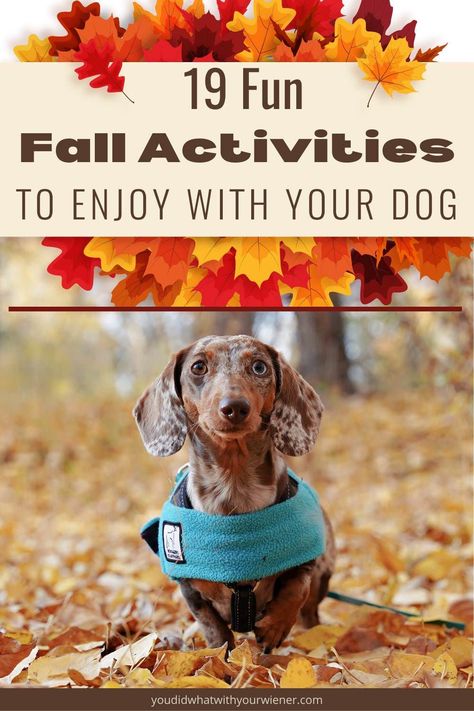 I used to go into hibernation mode with my dogs when the weather turned cold, but now I look forward to several dog friendly activities unique to the fall season. This list of 19 fall activities with dogs just might inspire you to start a new hobby or tradition. Halloween Dog Activities, Activities For Dogs, Dog Bucket List, Couple Activities, Dog Enrichment, Pet Halloween Costumes, Fall Dog, Fun Fall Activities, Dog Blog