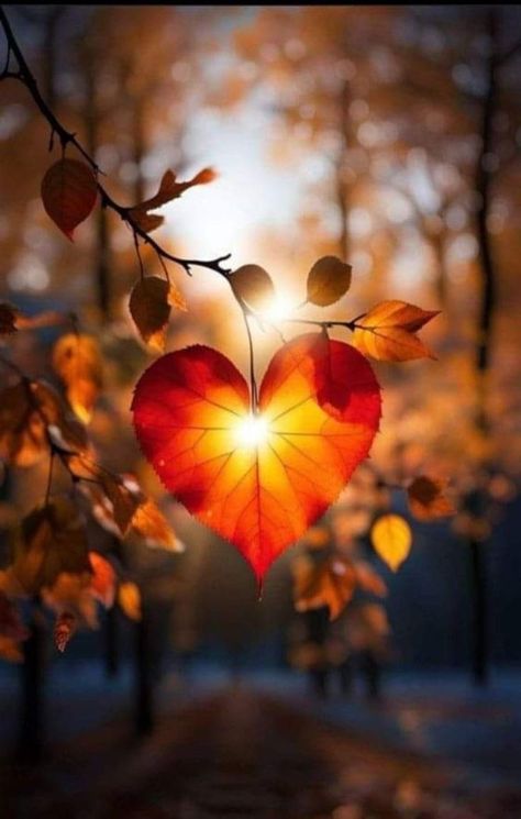 Heart In Nature, Look Wallpaper, Autumn Magic, Foto Tips, Airbrush Art, Autumn Scenery, Fall Pictures, Photography Wallpaper, Pretty Wallpapers Backgrounds