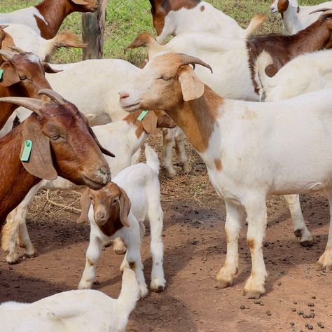 🐐 Embrace the Beauty of Goat Farming! 🌿 There’s something truly special about raising goats—they’re not just adorable; they’re hardworking, resilient, and integral to sustainable farming. From their playful antics to the joy of seeing them thrive, goat farming offers a unique and rewarding experience. ✨ Why We Love Goat Farming: 🌟 Adorable Companionship: Goats are curious and friendly, making every day on the farm a delight. 🌟 Sustainable Practices: They’re excellent for natural weed contro... Meat Goats, Goat Herding, Raising Goats, Sustainable Agriculture, Goat Farming, Sustainable Farming, Sustainable Practices, Group Of Companies, Amazing Animals