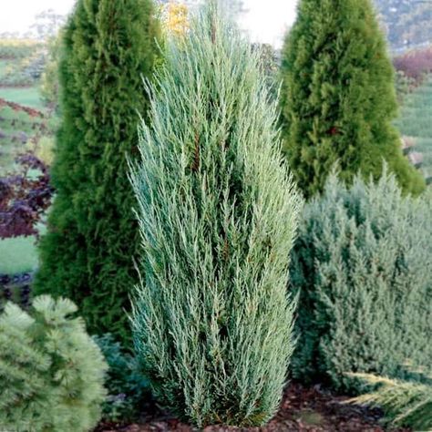 The 11 Best Trees for Soundproofing: Acoustic Barriers Trees Blue Arrow Juniper, Rocky Mountain Juniper, Privacy Garden, Evergreen Landscape, Conifers Garden, Blue Arrow, Privacy Trees, Evergreen Garden, Privacy Landscaping