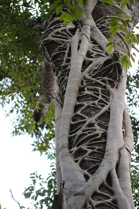 Strangler Fig 4015 | Strangler fig in rainforest near Stony … | Flickr Strangler Fig, Weird Trees, Twisted Tree, Tree Tree, Old Trees, Art Tree, Unique Trees, Tree Roots, Tree Hugger