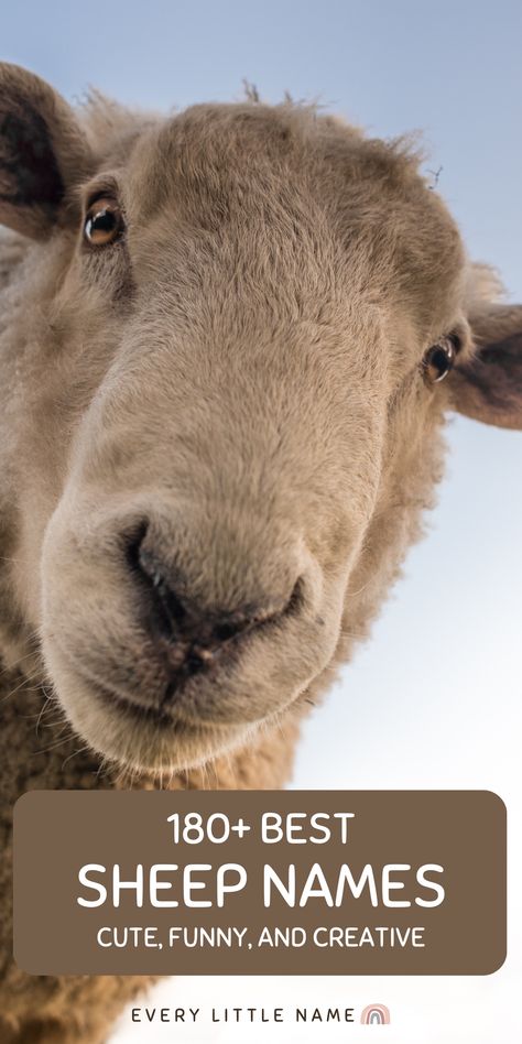 Closeup of sheep's face. Livestock Names, Livestock Animals, Sheep Names, Western Names, Names Cute, Funny Sheep, Name Suggestions, Sheep And Lamb, Artist Names