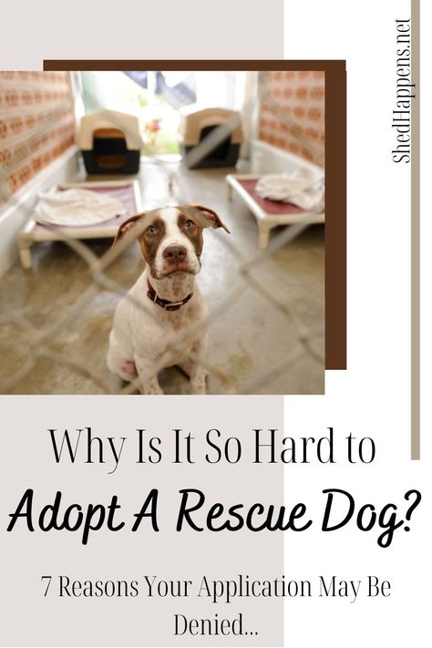 Are you trying to adopt a rescue dog but finding it difficult to be accepted? Have you been denied adopting by multiple animal rescues? With so many dogs searching for their forever homes, why is it so hard to adopt a rescue dog? CLICK HERE for a break down of 7 reasons why your application may be denied as well as an explanation of what rescue workers are looking for and why the shelter dog you're looking at may not be the right fit for you! Rescue Dog Quotes Adoption, Pet Adoption Quotes Animal Rescue, Training A Rescue Dog, Rescue Workers, Bringing Home A Rescue Dog, Search And Rescue Dogs, Dog Search, Dog Shedding, Animal Sanctuary