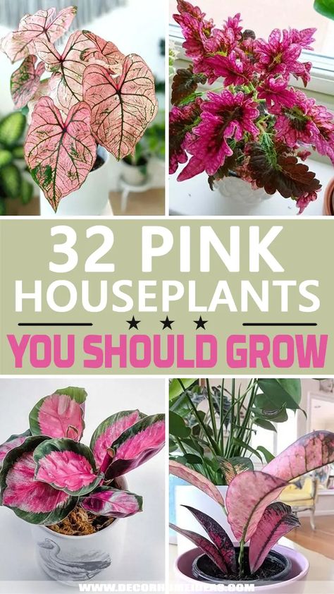 Pink Plants Indoor Houseplant, Spotted Plants Houseplant, Pink Indoor House Plant, Pink Plant Room Aesthetic, Pink Monstera Plant, Pink And Green Bathroom Aesthetic, Pink Plants Indoor, Pretty Plants Aesthetic, Cool Houseplants