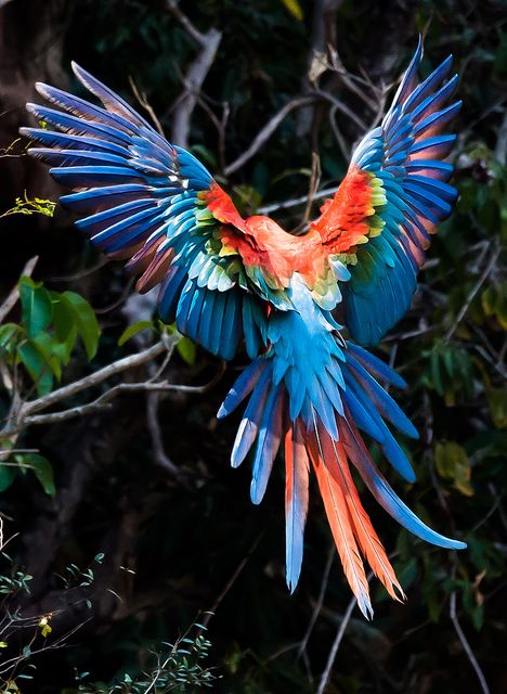 Red Macaw Aesthetic, Red And Green Macaw, Macaw Parrot Aesthetic, Macaw Aesthetic, Parrot Aesthetic, Red Macaw Parrot, Parrot Pictures, Bird Landing, Birds Aesthetic