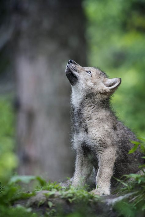 Wolf Pictures | Wolf Images| Page 5 of 6 | Cool Wildlife Wolf Looking Up, Hood Sketch, Wolf Side View, Grey Wolf Photography, Wolf Poses, Body References, Wolf Children, Canadian Wildlife, Wolf Images