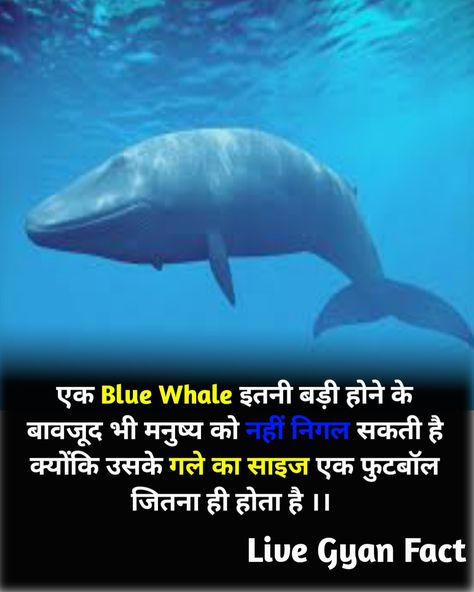 Human Fact In Hindi, Top 3 Human Facts, Real Facts In Hindi, Top 10 Facts In Hindi, World Facts In Hindi, Interesting Facts In Hindi And Short, Amazing Facts About Animals In Hindi, Fact About Animals In Hindi, Top 10 Amazing Facts In Hindi