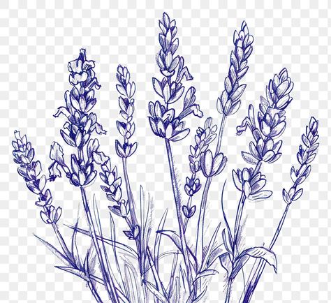 Lilac Flower Drawing Simple, Lavender Drawing Simple, Lavender Flowers Drawing, Lavender Plant Drawing, Lavender Flower Drawing, Lavender Line Art, Lavender Sketch, Vintage Flower Border, Lavender Drawing