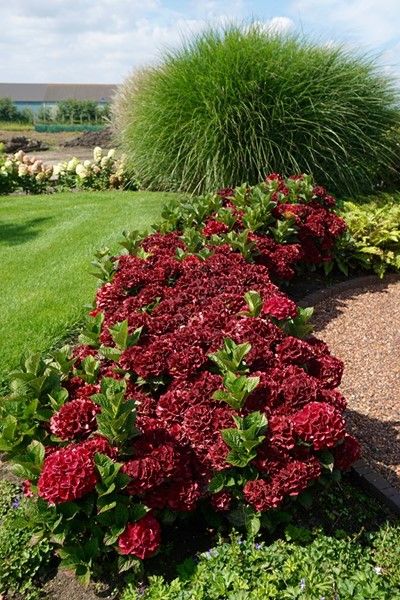 Hydrangea ‘Hortmagicri’ Everlasting Crimson PPAF - Garden Center Magazine Hydrangea Types, Hydrangea Potted, Hydrangea Serrata, Hydrangea Landscaping, Types Of Hydrangeas, Red Hydrangea, Hydrangea Care, Hydrangea Garden, Volunteer Appreciation