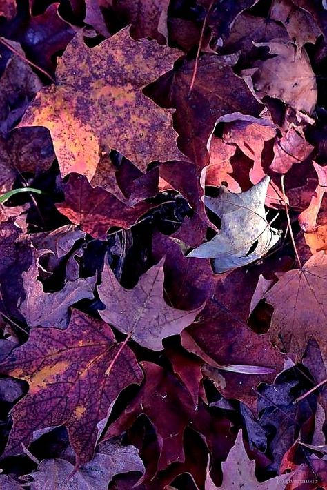 Fall Purple, Red Autumn, Fall Background, Dark Autumn, Steps To Success, Red Leaves, Autumn Colors, Brown Aesthetic, Autumn Aesthetic