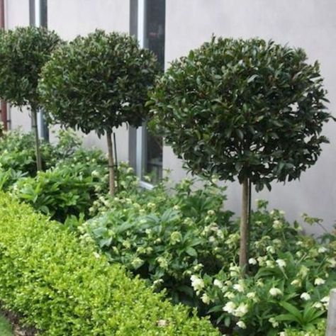 Top 10 Plants for Under Gum Trees - Garden Advice, Top 10 Lists - Hello Hello Plants & Garden Supplies Hampton Front Garden, Ficus Hillii Flash, Pots Along Fence, Hampton Garden Ideas, Front Garden Plants, Plants Front Of House, Ficus Outdoor, Round Driveway Ideas, Side Driveway Ideas