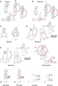 pictures of exercises for stroke patients | range of motion exercise - definition of range of motion exercise in ... Medical Dictionary, Occupational Therapy Assistant, Occupational Therapy Activities, Human Anatomy And Physiology, Medical Anatomy, Hand Therapy, Medical Terms, Nursing Notes, Occupational Therapist