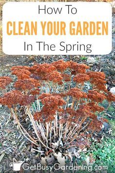 Taking the time for spring yard clean up will make summer maintenance much easier a clean garden is a healthy garden. But don't start spring cleaning the garden too early wait until the ground has thawed and dried out a bit. Learn how to clean a garden with this detailed spring garden clean up checklist. (AD) Flowers Garden, Spring Cleaning Yard, Clean Baking Pans, Cleaning Painted Walls, Garden Spring, Deep Cleaning Tips, Healthy Garden, Toilet Cleaning, Clean Dishwasher