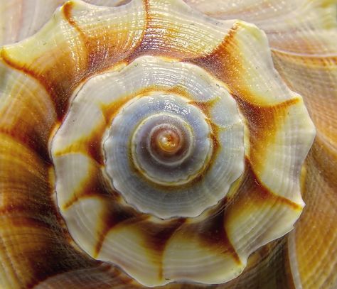 Beautiful #natural #symmetry on a #conch #shell. The #circle and #spiral are such interesting #shapes that are with from our start in the #womb, where a woman's #eggs are #circular. Travelling Sketchbook, Circles In Nature, Natural Symmetry, Spiral Form, Shell Spiral, Spirals In Nature, Conch Shells, Interesting Shapes, Beach Shells