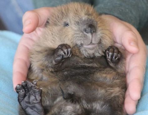 Baby Beaver Invasion North American Beaver, Baby Beaver, Wildlife Rescue, Wildlife Rehabilitation, Aquatic Ecosystem, Turtle Bay, Wildlife Sanctuary, Wildlife Conservation, Love Painting