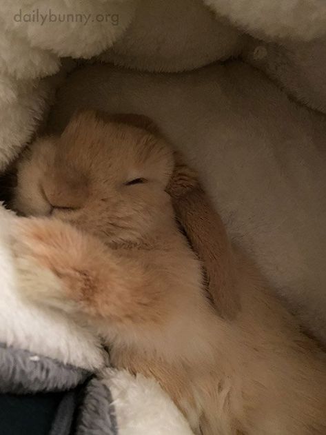 Is there anything more innocent than a peacefully sleeping bunny so trusting of her surroundings? - December 20, 2021 Bunny Sleeping, Golden Bunny, Daily Bunny, Sleepy Animals, Good Night Baby, Pet Bunny Rabbits, Sleeping Bunny, Sleeping Animals, Cute Bunny Pictures