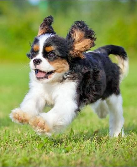 Cavalier King Charles Dog, Dog Aesthetic, King Charles Dog, King Charles Cavalier Spaniel Puppy, 강아지 그림, Spaniel Puppies, Spaniel Dog, Sweet Dogs, Cute Dogs And Puppies