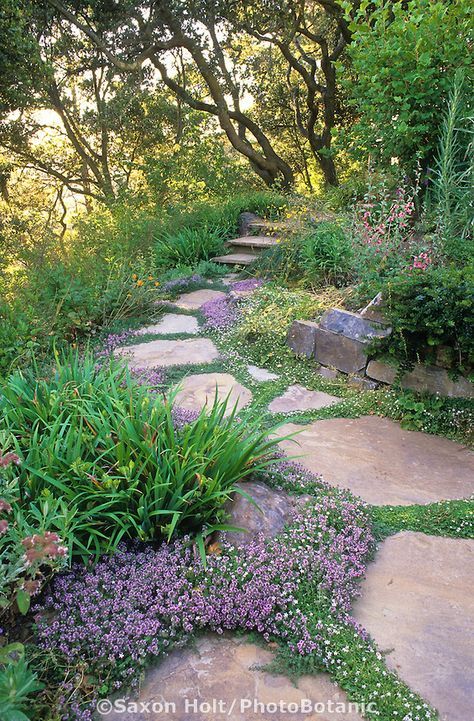 Creeping Thyme (thymus) in pathway stone pavers in drought tolerant xeriscape garden with oak trees Country Sides, Creeping Thyme, Stone Pavers, Walkway Design, Pathway Landscaping, Walkways Paths, Drought Tolerant Landscape, Hillside Landscaping, Rock Gardens