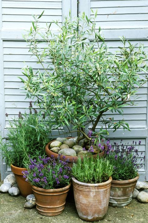 Modern Mediterranean Garden, Mediterranean Garden Ideas, Moderne Have, Garden Ideas To Make, Mediterranean Garden Design, Herb Garden Design, Modern Garden Design, Patio Plants, Have Inspiration