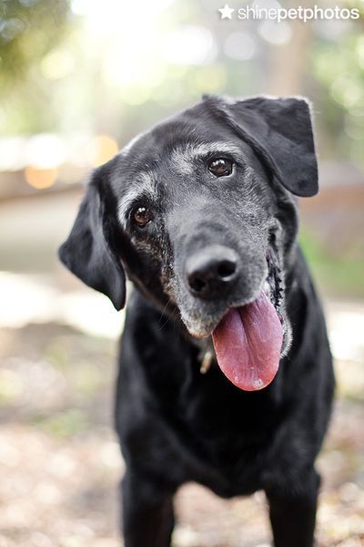 Labrador Noir, Pet Photos, Modern Pet, Pet Photography, Labrador Retriever Dog, Boston Terriers, Black Labrador, Old Dogs, Retriever Dog