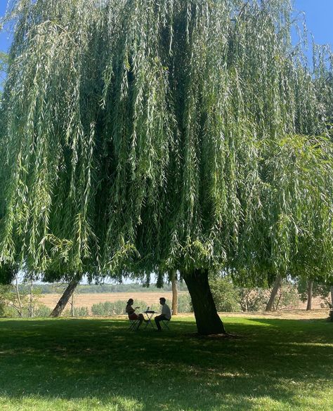 Centenary Weeping Willow #tree #garden⁠ #willow⁠ #julyvibes #francetourisme #francetravel #chateauderiolas #chateaulife Willow Tree In Front Yard, Cherry Blossom Willow Tree, Huge Willow Tree, Willow Tree Driveway, Willow Tree In Backyard, Willow Tree In Winter, Weeping Willow Backyard, Willow Tree Garden Backyards, Willow Tree House