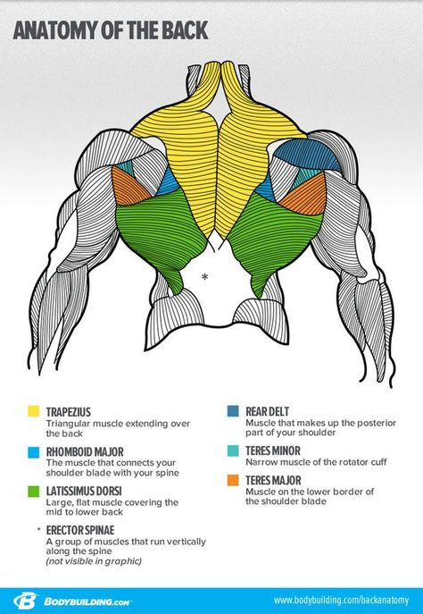 Anatomy of the Back #fitnesshealth Lat Pulldowns, Back Workout Women, Trening Sztuk Walki, Human Body Anatomy, Frosé, Human Anatomy Drawing, Muscle Anatomy, Beginner Yoga, Human Anatomy Art