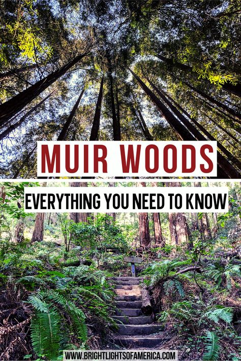 Discover colossal coastal redwood trees less than an hour’s drive north of San Francisco, California. There are a few things you need to know before you visit Muir Woods though. This guide has everything including parking information, how to get to Muir Woods, and what to see while you’re there. Visit Muir Woods | Muir Woods National Monument | Everything you need to know about Muir Woods | Trip to Muir Woods | California Redwoods John Muir Woods, Muir Woods California, California Places To Visit, California Road Trip Itinerary, Paso Robles Wineries, Muir Woods National Monument, Coastal Redwood, California Redwoods, Redwood Trees