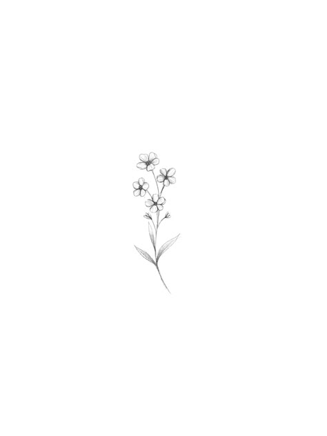 Cute Dainty Flower Tattoos, Forget Me Not Flower Outline, Dainty Violet Flower Tattoo, Small Jasmine Flower Tattoo, Forget Me Not Drawing Simple, Forget Me Not Flowers Drawing Simple, Forget Me Not Tattoo Design, Tiny Daisy Tattoo Simple, Dainty Forget Me Not Tattoo