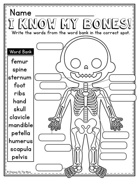 - Packed with 30+ hands-on activities, this packet is perfect for teaching kids about the human body. Includes printables, games, & First Grade Anatomy, Human Body Second Grade, Homeschool Activities 1st Grade, Anatomy For Kids, Second Grade Science, Homeschool Preschool Activities, Homeschool Worksheets, Toddler Homeschool, Kids Worksheets