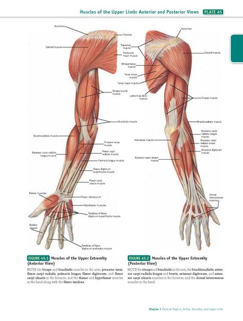 Muscles Of Upper Limb, Forearm Muscle Anatomy, Upper Limb Anatomy, Body Muscle Anatomy, Muscular System Anatomy, Muscle Diagram, Arm Anatomy, Human Muscle Anatomy, Anatomy Images