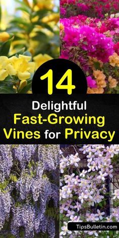 Discover how to create peaceful backyard solitude with fast growing vines. Plant evergreens for year-round privacy or wisteria, morning glory, honeysuckle, trumpet vine, and other flowering vines to attract hummingbirds. #fastgrowing #vines #privacy Garden Vines Trellis Climbing Flowers, How To Grow Honeysuckle, Wisteria Privacy Fence, Evergreen Vines Zone 5, Privacy Vines For Fence, Fence Vines Privacy, Vines To Grow On Fence, Morning Glory Garden Ideas, Morning Glory Fence