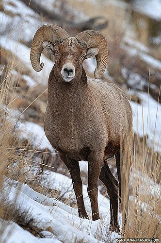 Running Tiger, Wild Sheep, Big Horn Sheep, North American Wildlife, Bighorn Sheep, Sheep And Lamb, Mule Deer, Mountain Goat, Manx