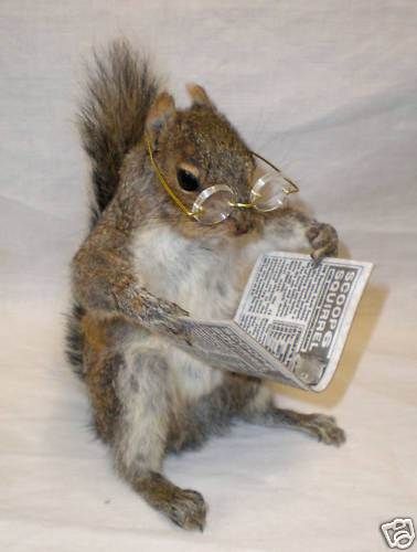 A Squirrel, Wearing Glasses, Newspaper, Reading, Animals