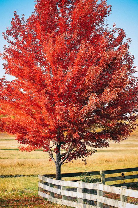 Fast Growing Trees For Privacy, Fastest Growing Trees, Windbreak Trees, Trees For Privacy, Leyland Cypress Trees, River Birch Trees, Fast Growing Shade Trees, Fall Color Trees, Colorado Blue Spruce