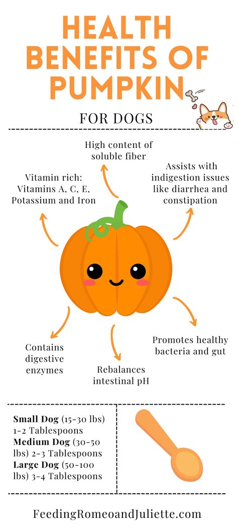 Check out the Health Benefits of Pumpkin for Dogs Benefits Of Pumpkin For Dogs, How Much Pumpkin To Give Dogs, Pumpkin For Dogs Upset Stomach, Honey For Dogs, Pumpkin Recipes For Dogs, Pumpkin For Dogs, Pumpkin Benefits, Romeo And Juliette, Koda Bear