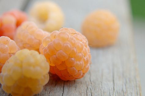 white raspberries Growing Raspberries, White Raspberry, Strange Fruit, Fresh Fruit Recipes, Peaches Cream, Exotic Fruit, Cold Hands, Fruit Recipes, Beautiful Food