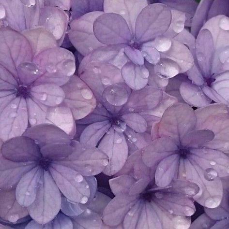 @breathoflavender November 13 2019 at 06:30PM Nymphaea Lotus, Purple Aesthetic Background, Violet Aesthetic, Violet Pastel, Yennefer Of Vengerberg, Purple Vibe, Lavender Aesthetic, Purple Themes, Violet Flower