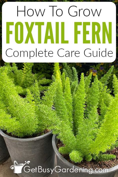 If you love the bushy fronds of a foxtail fern and want to grow one in your home or garden, check out this detailed Myers fern asparagus care guide. I’ve shared everything a beginner gardener needs to know about foxtail fern care, including how much water, sunlight, and fertilizer it needs, plus how to choose the right foxtail fern soil, how to prune, and how to propagate them. Whether you want to grow an Asparagus densiflorus Myersii indoors or outdoors, my tips can help you keep them healthy. Foxtail Fern Care, Fern Care Indoor, Asparagus Fern Care, Foxtail Plant, Asparagus Densiflorus, Grow Asparagus, Fern Planters, Fern Care, Foxtail Fern