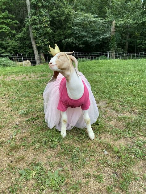 A Queen Goat Photos, Goat Photo, Goat Pictures, G.o.a.t Wallpaper, Goat Picture, Show Goats, Pet Goat, Goat Art, Pygmy Goat