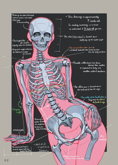 Female Skeleton, Human Skeleton Anatomy, Skull Anatomy, Female Anatomy Reference, Back Drawing, Skeleton Anatomy, Skeleton Drawings, Concept Art Tutorial, Human Body Anatomy