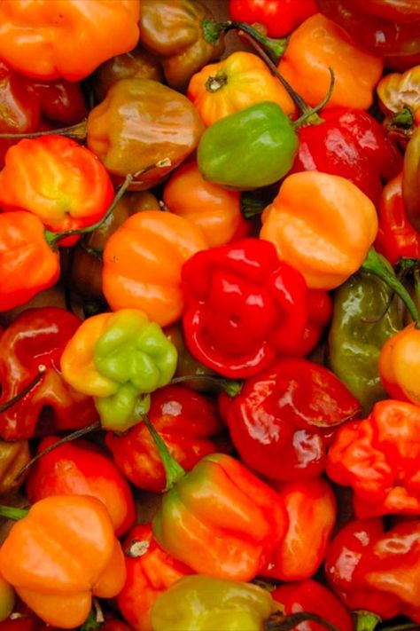 Scotch bonnet used in West African and Caribbean cuisine Spices Garden, Caribbean Fruits, Homemade Sauerkraut, Spice Garden, Scotch Bonnet Pepper, Nails Inspired, Scotch Bonnet, Black Food, Bright Colored