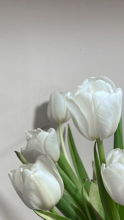 White Esthetics Background, Tulips Aesthetic, Black And White Wallpaper Iphone, Beauty Iphone Wallpaper, Beautiful Tulips, Pantone Colour Palettes, Vintage Flowers Wallpaper, Flower Iphone Wallpaper, Neon Aesthetic