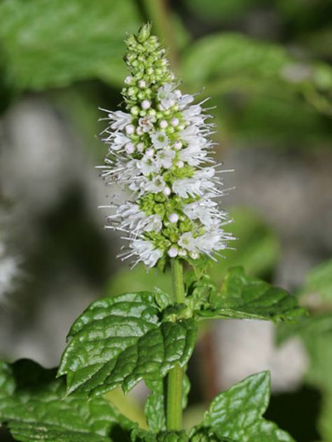 Mentha spicata – Spearmint → Plant profile and more photos at: http://worldoffloweringplants.com/mentha-spicata-spearmint/ Mentha Spicata, Mint Seeds, Mint Flowers, Mint Plants, Purple Plants, Minty Fresh, Mint Tea, Plant Spacing, Garden Pests