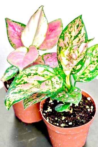 Pink Leaf Plant, English Ivy Plant, Best Air Purifying Plants, Ivy Plants, Hanging Plants Indoor, Inside Plants, Growing Plants Indoors, Pink Plant, Best Indoor Plants