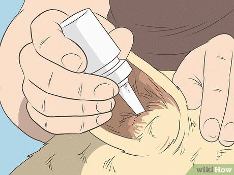 4 Ways to Clean Your Dog's Ears During a Yeast Infection - wikiHow Yeast Infection Dogs, Dog Ear Cleaner Diy, Yeast In Dogs Ears, Yeast In Dogs, Cleaning Dogs Ears, Dog Ear Cleaner, Dogs Ears Infection, Ear Canal, Yeast Infections