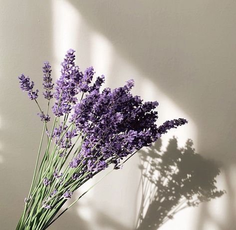 Lavender White Aesthetic, Lavender Theme Aesthetic, Lavander Aesthetics Icons, Lavender Flower Aesthetic Vintage, Lavender Bouquet Aesthetic, Aesthetic Lavender Flowers, Lavender Plant Aesthetic, Lavender Flowers Aesthetic, Lavender Aesthetic Flower