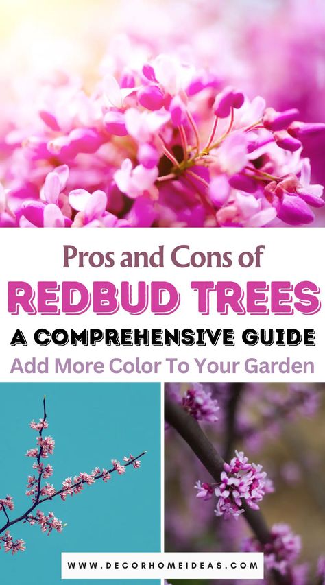 Explore the full spectrum of Redbud trees with a comprehensive list of their advantages and disadvantages. Make informed decisions for your landscape as we delve into the pros and cons of these vibrant beauties. Easy Landscaping Front Yard, Eastern Redbud Tree, Redbud Trees, White Flowering Trees, Judas Tree, Eastern Redbud, Florida Landscaping, Patio Trees, Tree Day