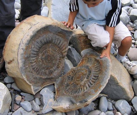 Ammonite fossil inside a stone. Fossil Hunting, Fossil Bones, Rocks And Fossils, Geology Rocks, Ammonite Fossil, Dinosaur Fossils, Prehistoric Creatures, On The Rocks, Prehistoric Animals