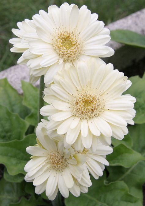 White gerbera daisy Gerbera Flower, Gerbera Daisies, Gerber Daisies, English Cottage Garden, Moon Garden, Gerbera Daisy, White Gardens, Beautiful Blooms, Flower Pictures