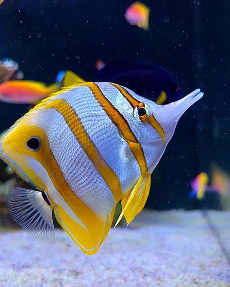 Fish Side View, Colorful Ocean Fish, Colorful Freshwater Fish, Silly Fish, Pretty Fish Ocean, Lion Fish Photography, Fish Colorful, Beautiful Fishes, Striped Fish